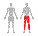 EN007 CALF - Image 3